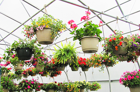 Greenhouse flowers for sale in Throop, PA